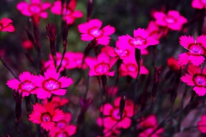 pink-flowers