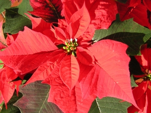 poinsettia