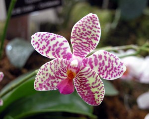 orchidea