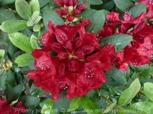 rododendron