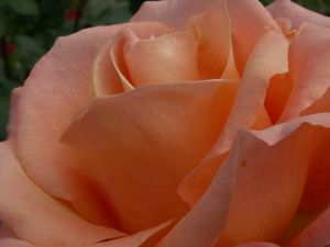 rose-orange