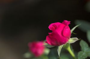 rose