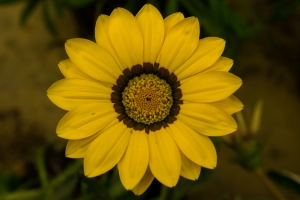 yellow flower