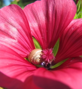 snail-in-flower
