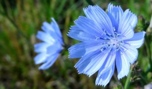 chickory_flowers