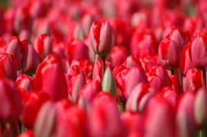 red-tulips