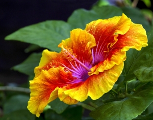 hibiscus