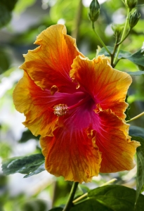 hibiscus