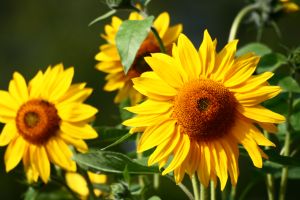 sunflowers