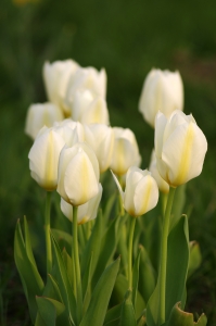 tulip