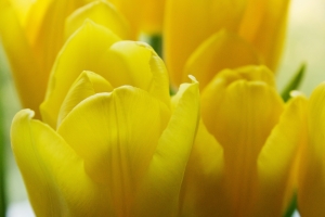 yellow-tulip