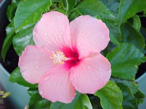 hibiscus