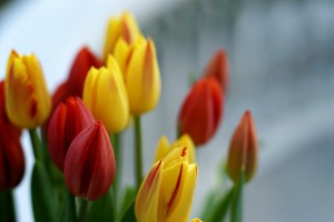 tulipany