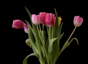 tulips