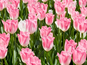 tulips