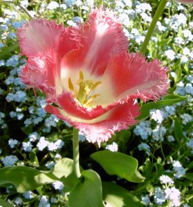 Tulipán v pomněnkách