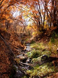 Lesní potok na podzim