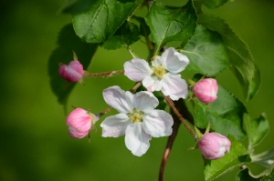 Jabloňové květy
