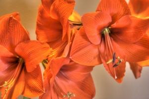 Amaryllis