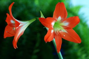 Amaryllis